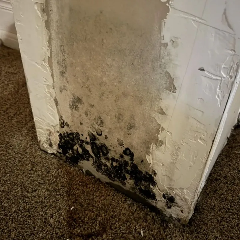 Professional Mold Removal in Earth, TX